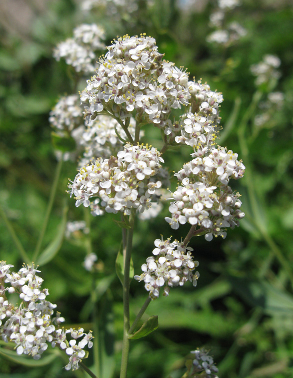 Изображение особи Lepidium latifolium.