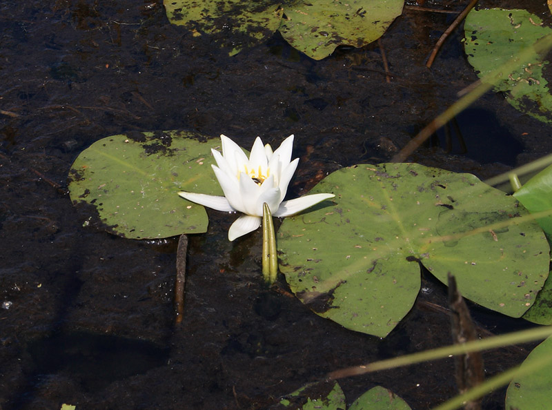 Изображение особи Nymphaea candida.