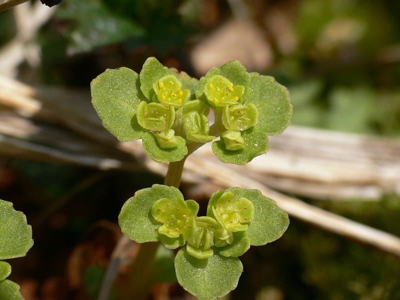 Изображение особи Chrysosplenium kamtschaticum.