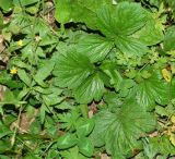 Geum aleppicum