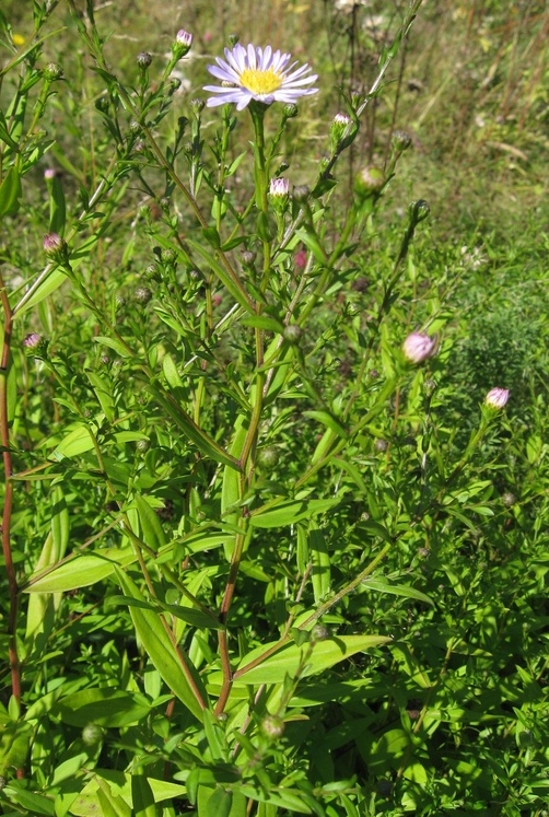 Image of Symphyotrichum &times; versicolor specimen.