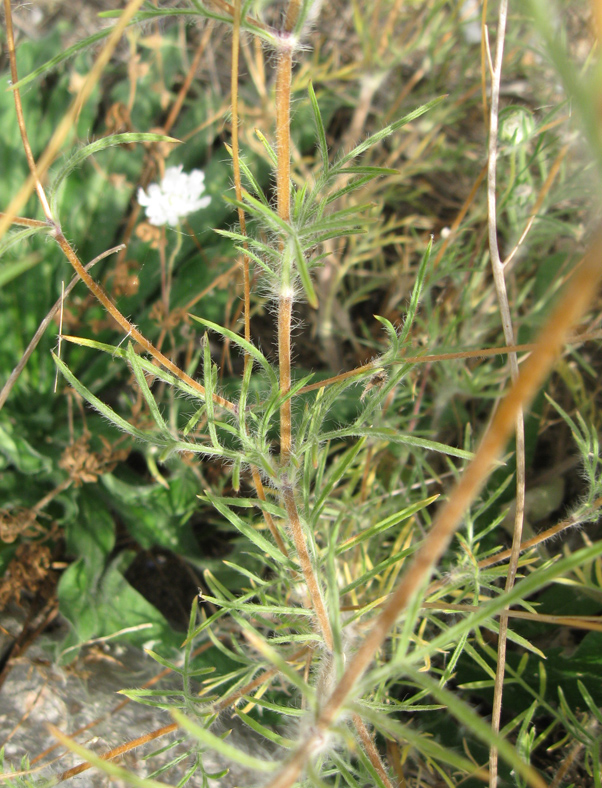 Image of Lomelosia argentea specimen.