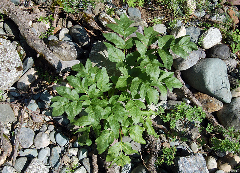 Image of Archangelica decurrens specimen.