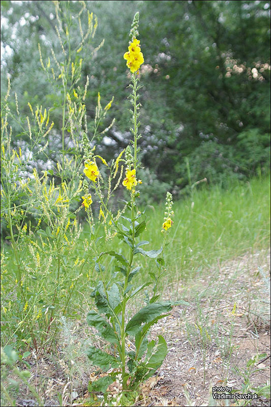 Изображение особи Verbascum blattaria.