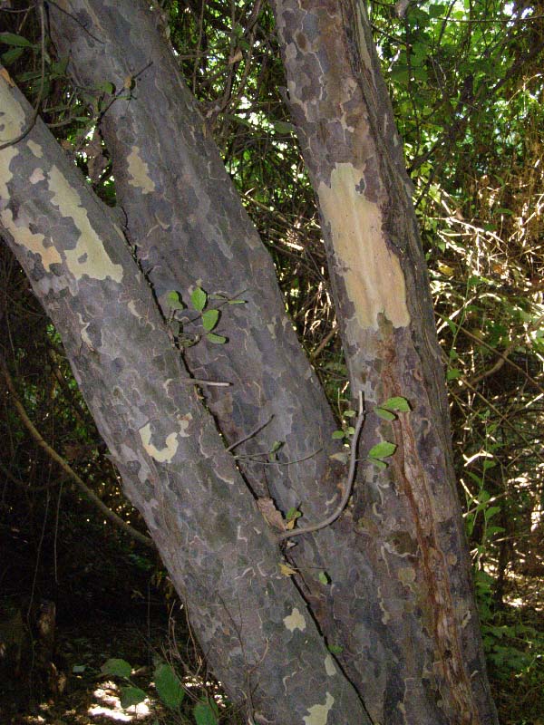 Image of Parrotia persica specimen.