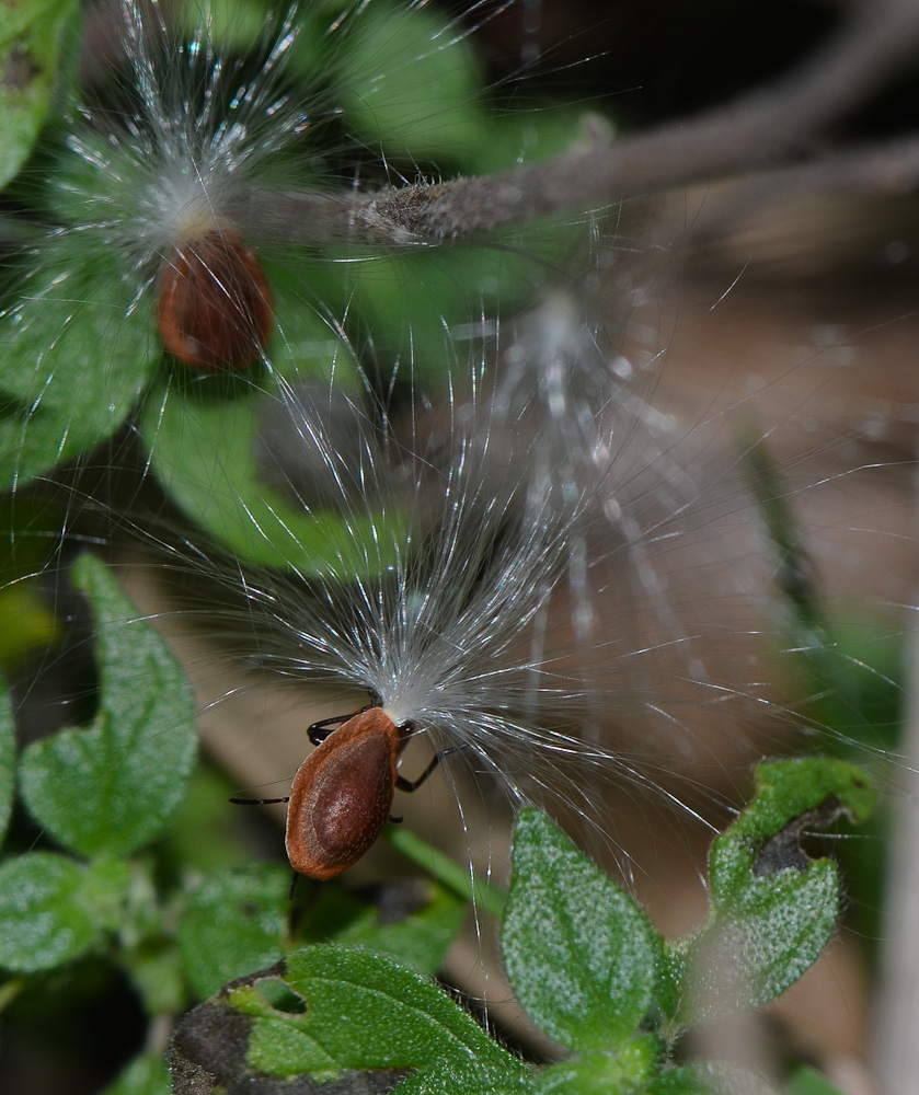 Image of Asclepias curassavica specimen.