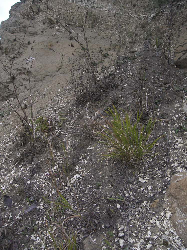 Image of Elymus buschianus specimen.