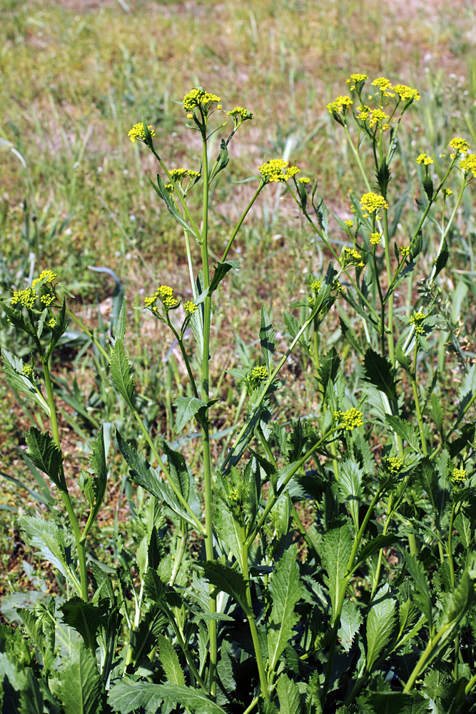 Image of Rorippa austriaca specimen.