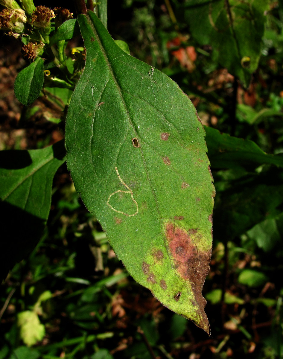 Image of Solidago virgaurea specimen.