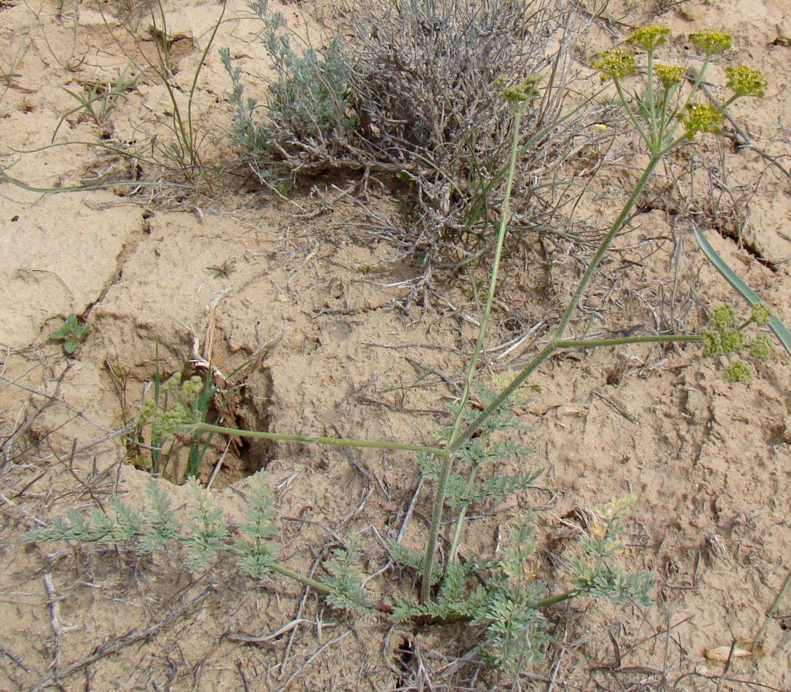 Image of genus Zosima specimen.