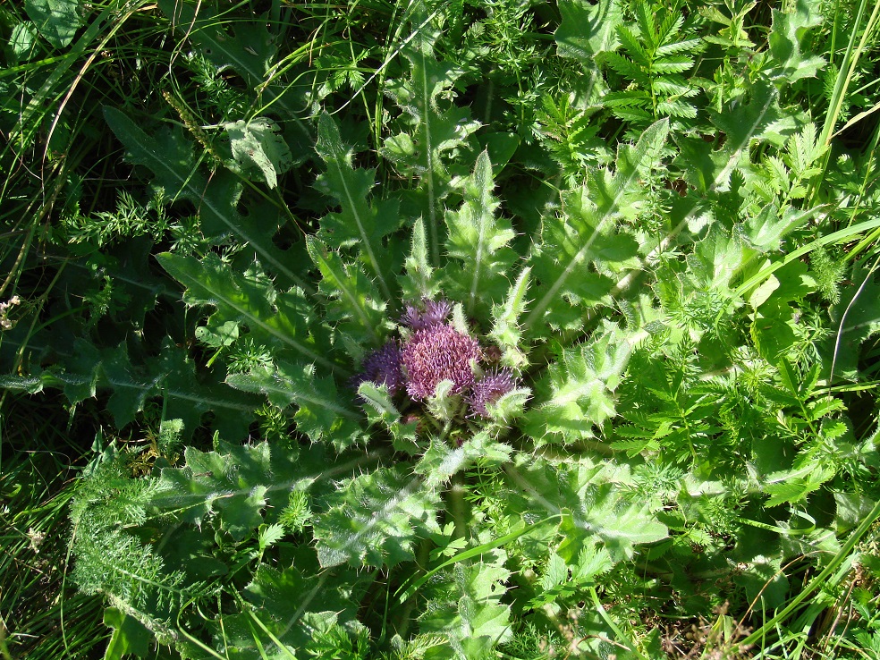 Image of Cirsium esculentum specimen.