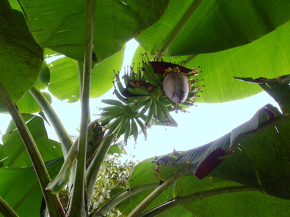 Image of Musa acuminata specimen.