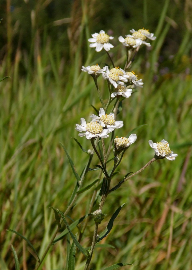 Image of Achillea ptarmica specimen.