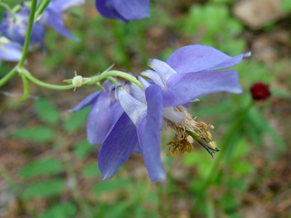 Image of Aquilegia parviflora specimen.