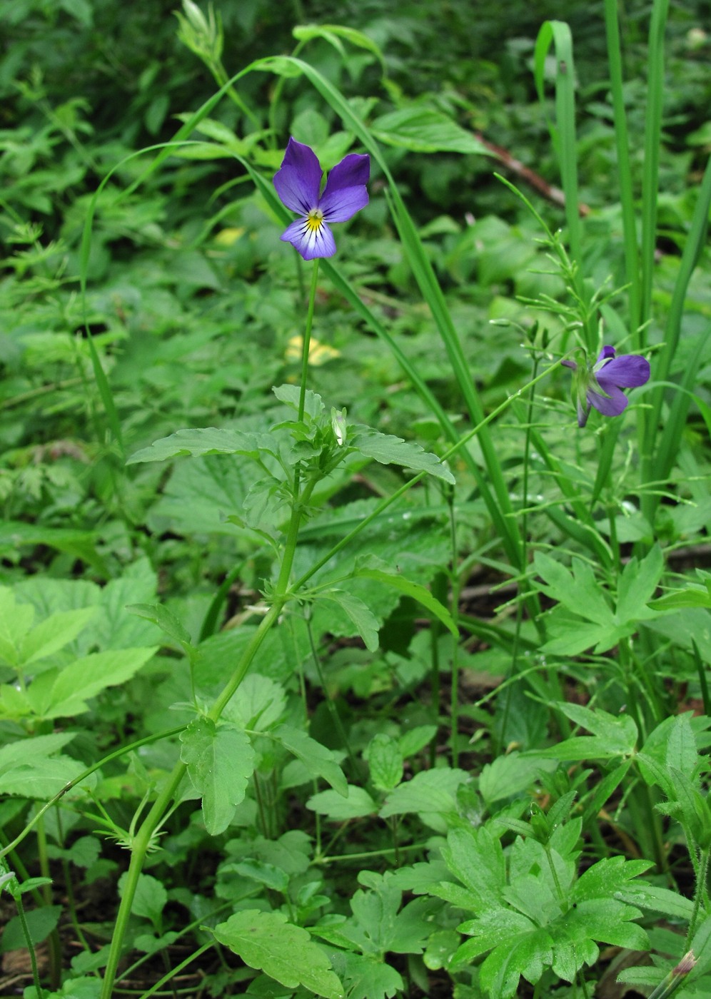 Image of Viola tricolor specimen.