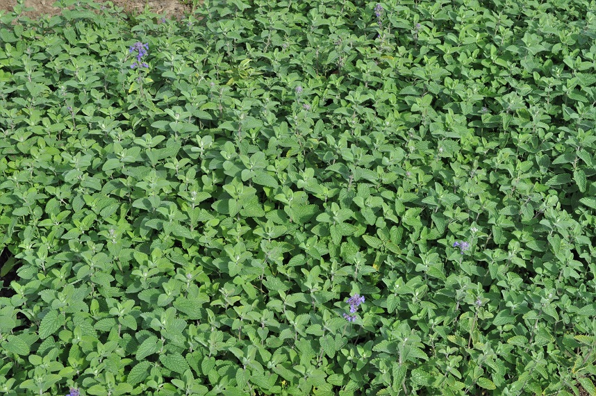 Image of Nepeta mussinii specimen.