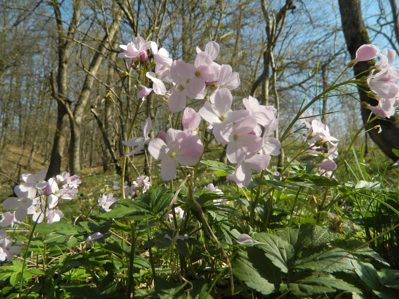 Image of Cardamine quinquefolia specimen.