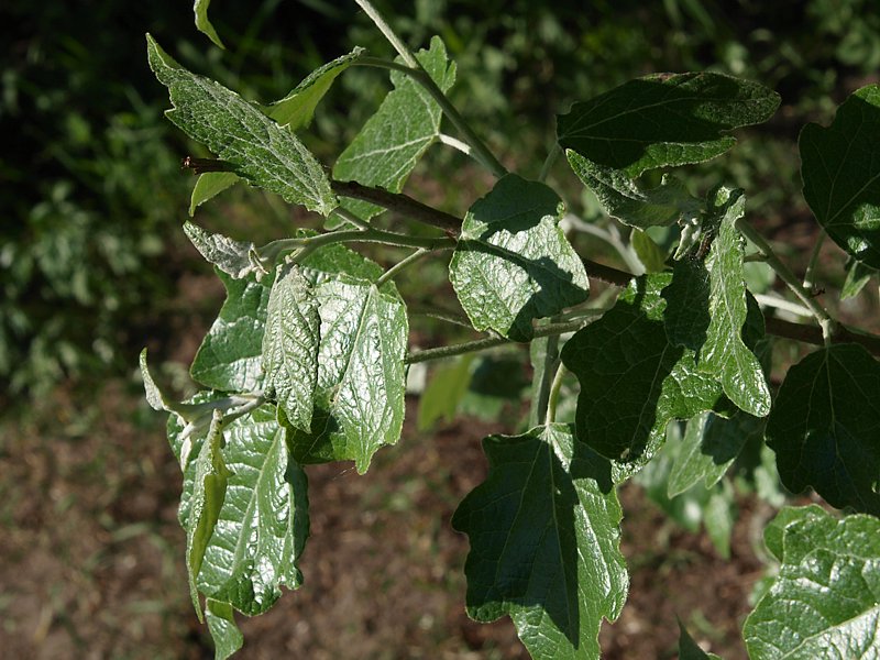 Изображение особи Populus alba.