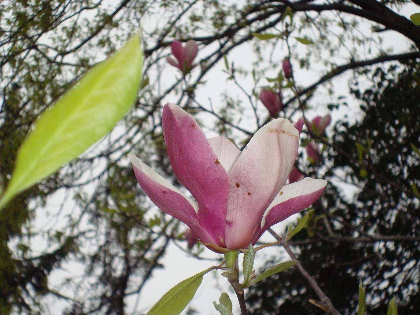 Image of Magnolia liliiflora specimen.