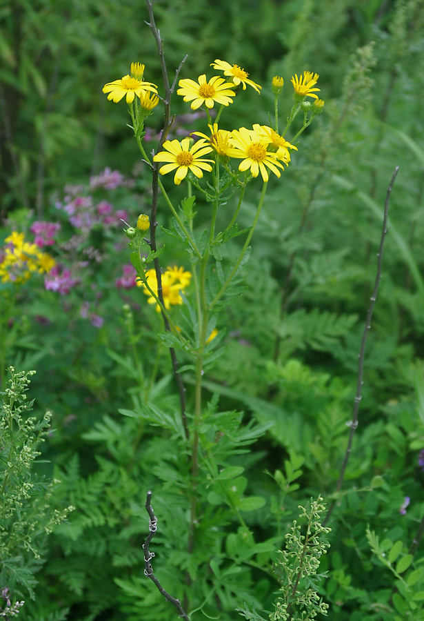 Image of Senecio argunensis specimen.