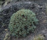 Oxytropis hystrix