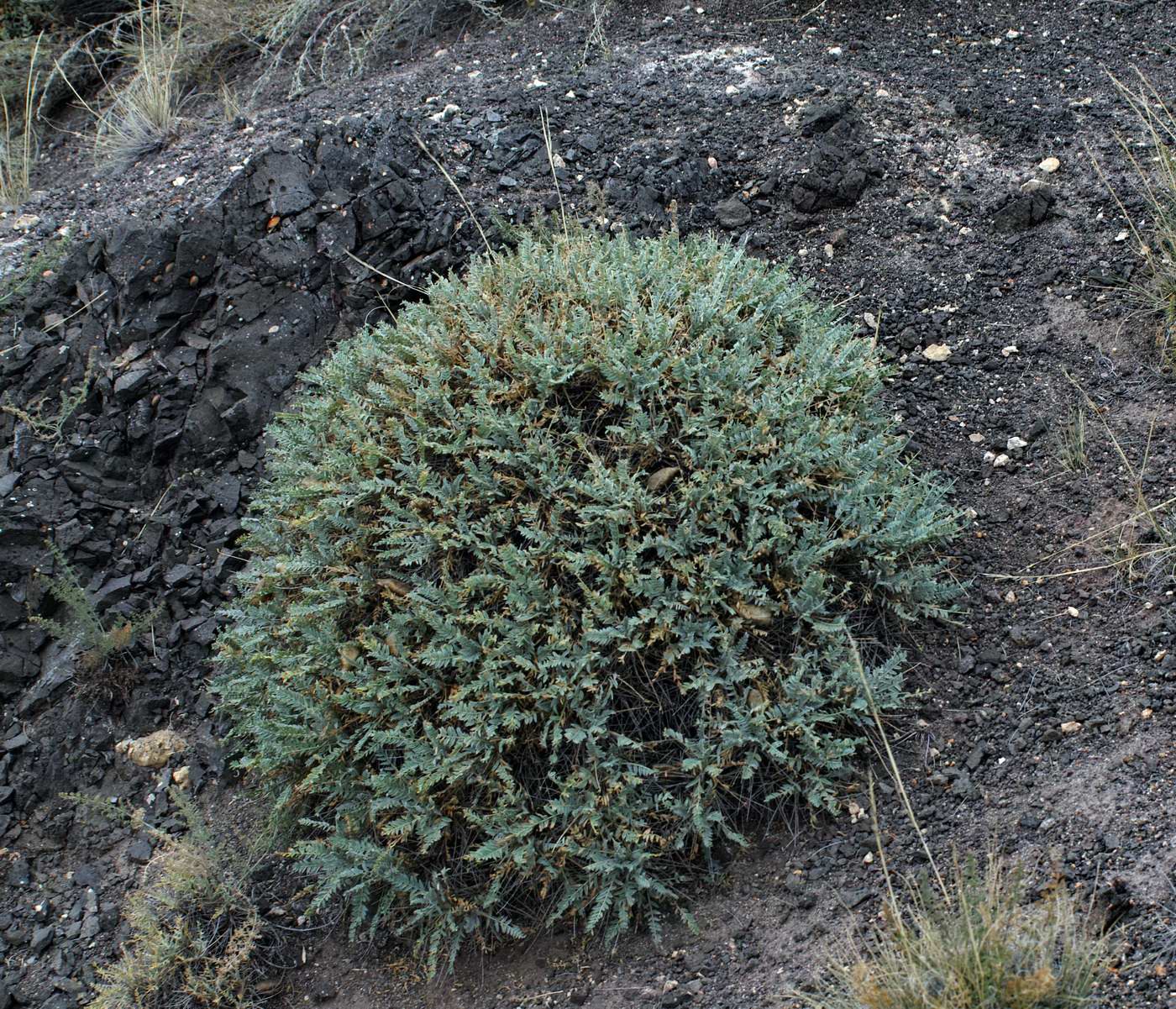 Image of Oxytropis hystrix specimen.