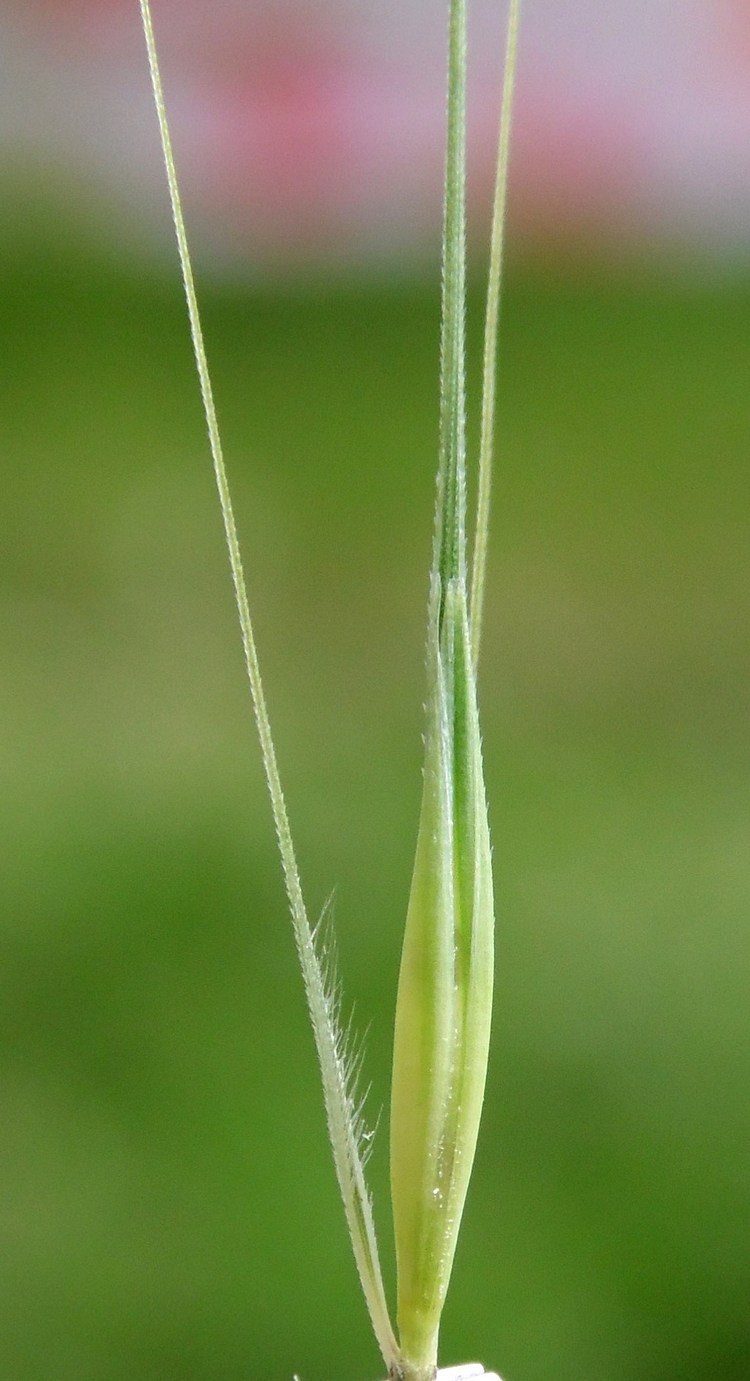 Изображение особи Hordeum leporinum.