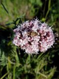 genus Valeriana. Соцветие с сидящим клопом. Иркутская обл., Иркутский р-н, дер. Позднякова, гарь на бывшем торфяном болоте. 06.06.2016.