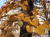 Tilia × europaea. Листья в осенней окраске. Санкт-Петербург. 11 ноября 2009 г.