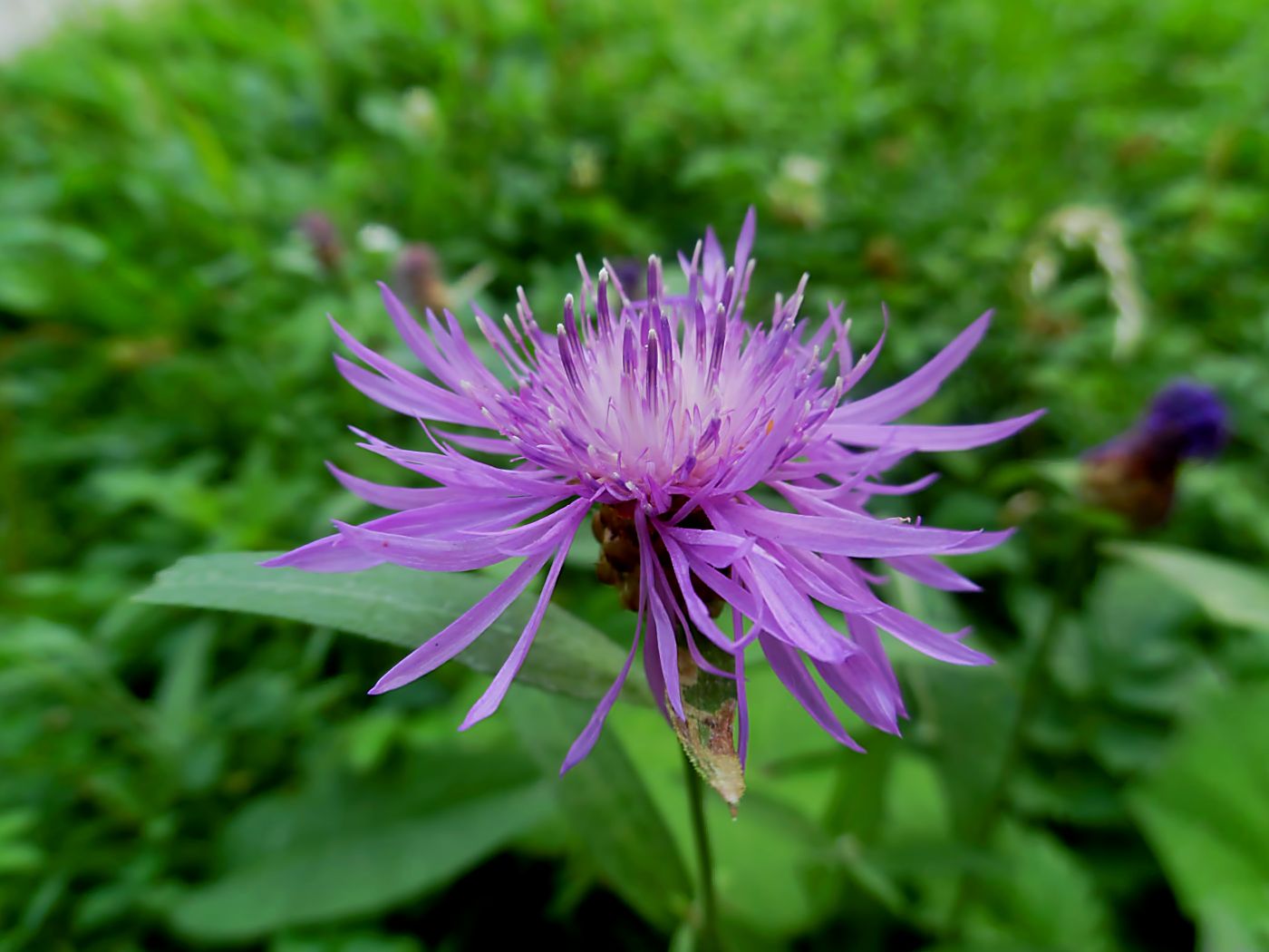 Image of Centaurea jacea specimen.