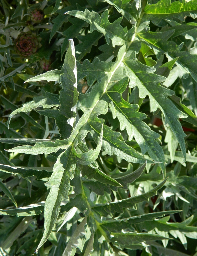 Изображение особи Cynara scolymus.