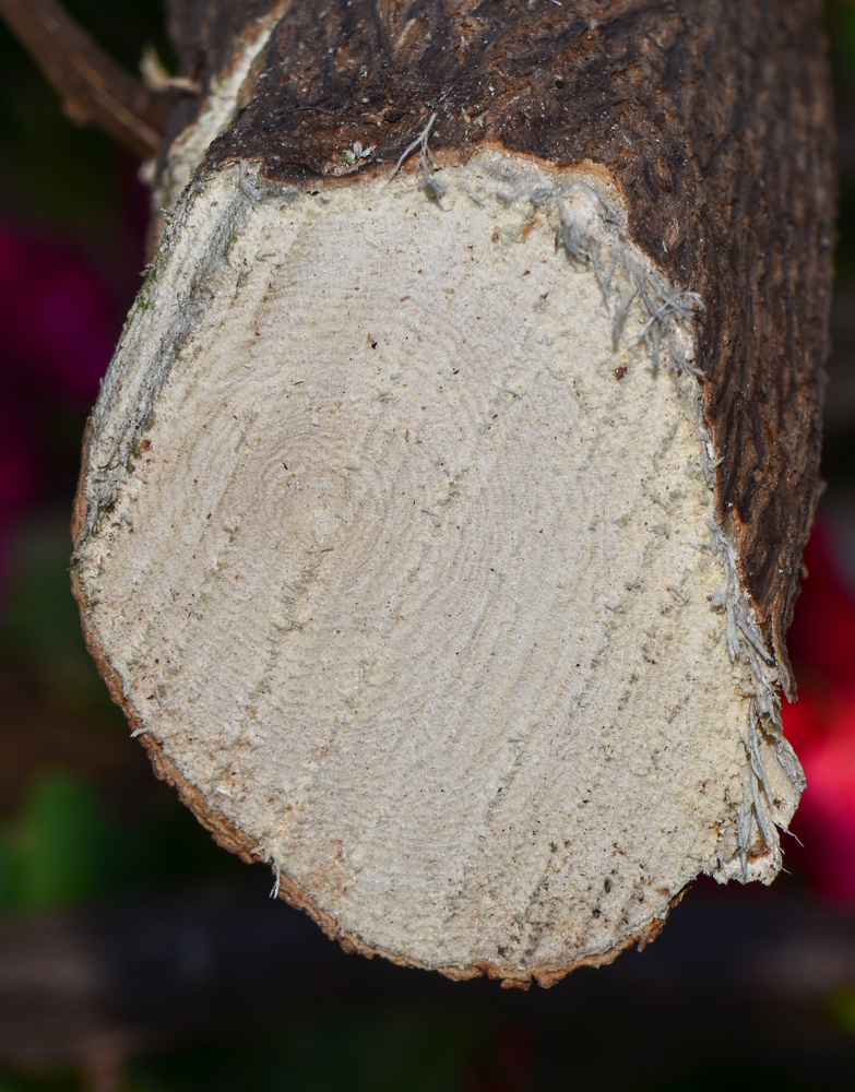 Image of genus Bougainvillea specimen.