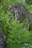 Veronicastrum sibiricum. Цветущие растения. Приморский край, окр. г. Находка, гора Американка, известняковый каменистый склон. 19.06.2016.