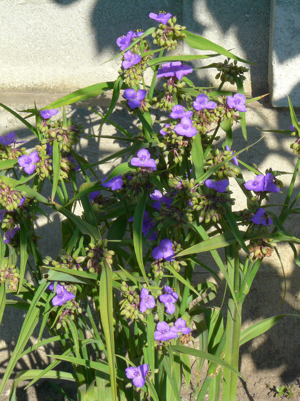 Image of Tradescantia virginiana specimen.