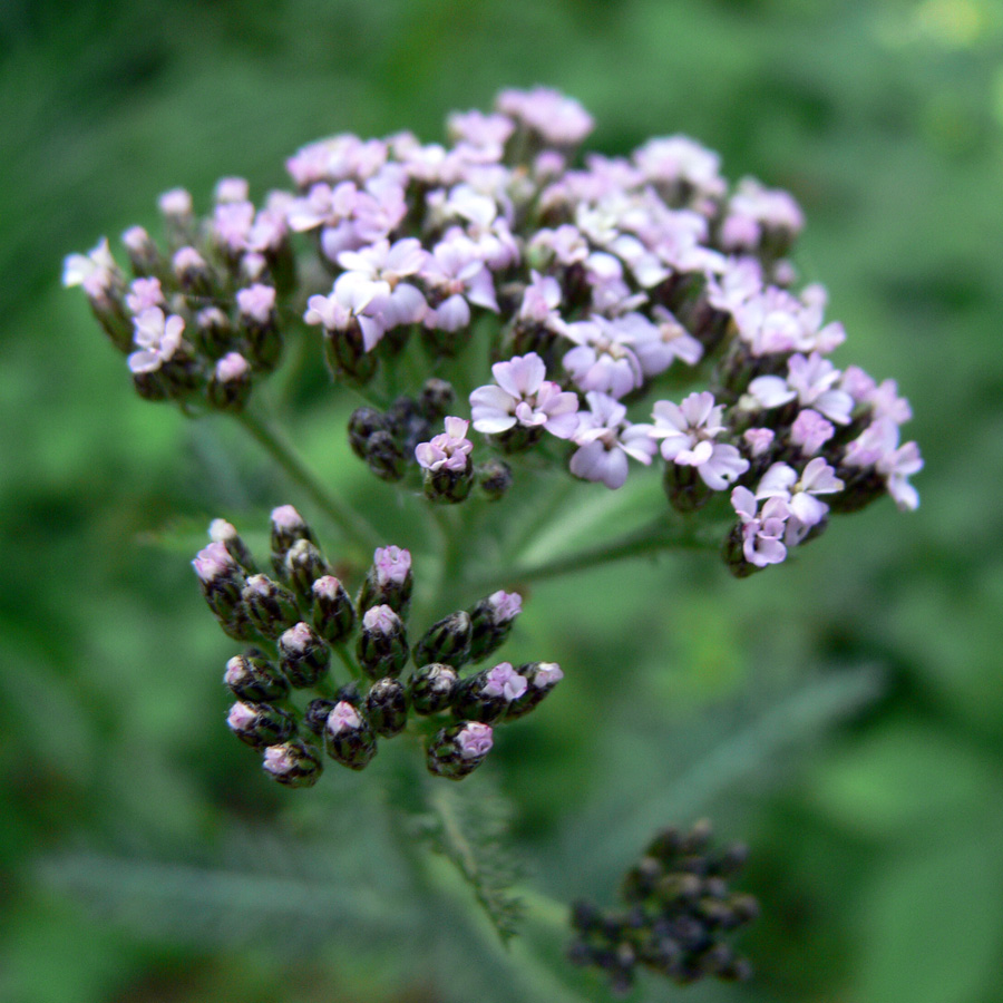 Image of Achillea nigrescens specimen.