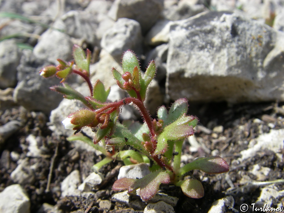 Изображение особи Saxifraga tridactylites.