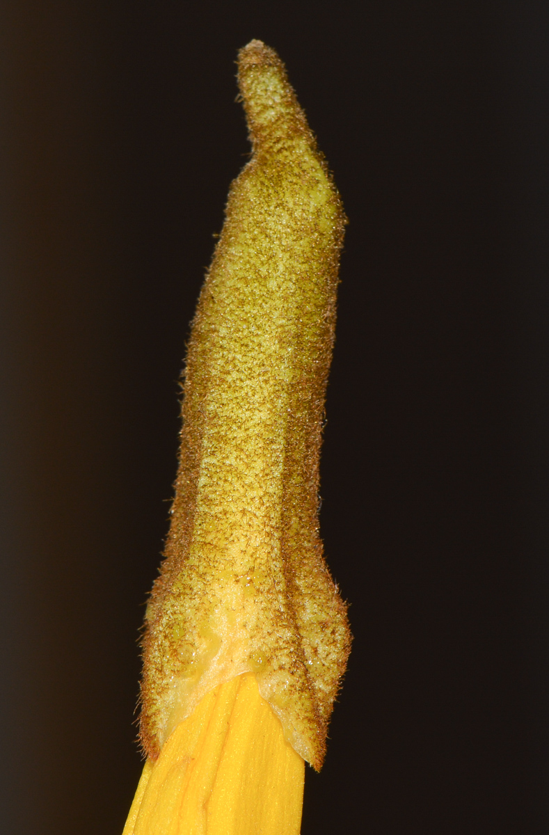 Image of Handroanthus chrysanthus specimen.