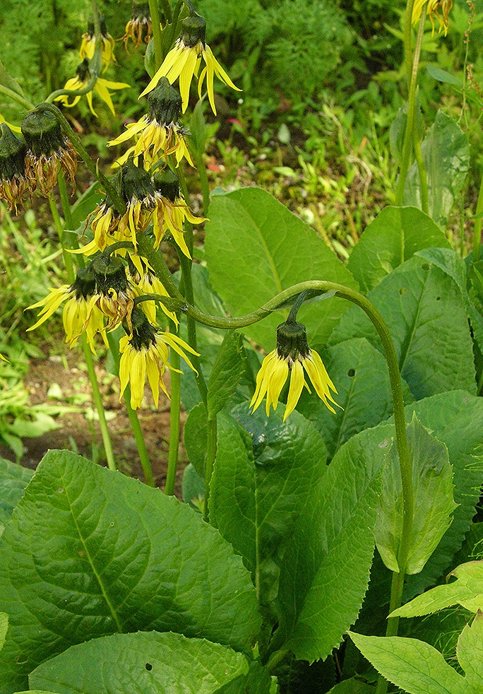 Изображение особи Cremanthodium petiolatum.