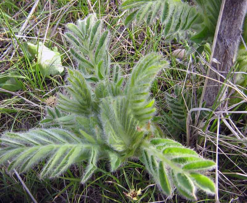 Image of Astragalus sieversianus specimen.