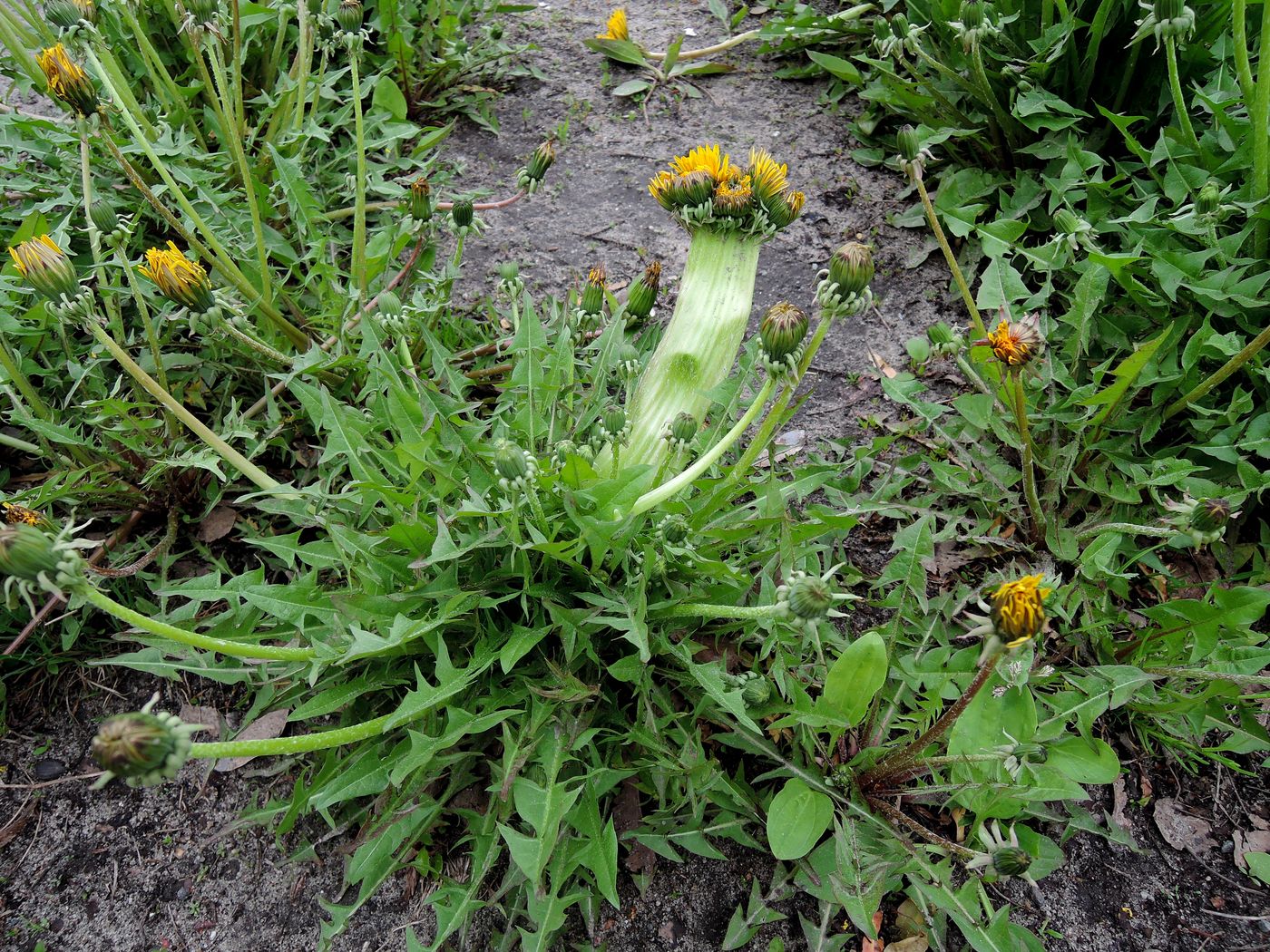 Image of Taraxacum officinale specimen.