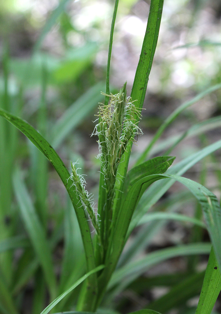 Image of Carex sylvatica specimen.