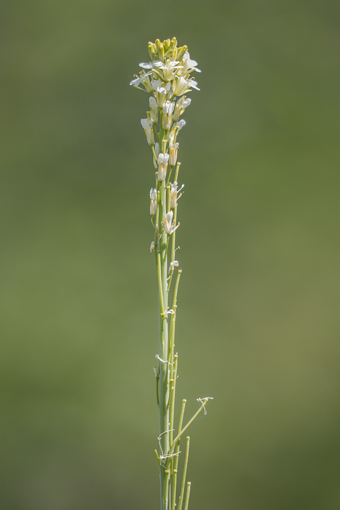 Image of Turritis glabra specimen.