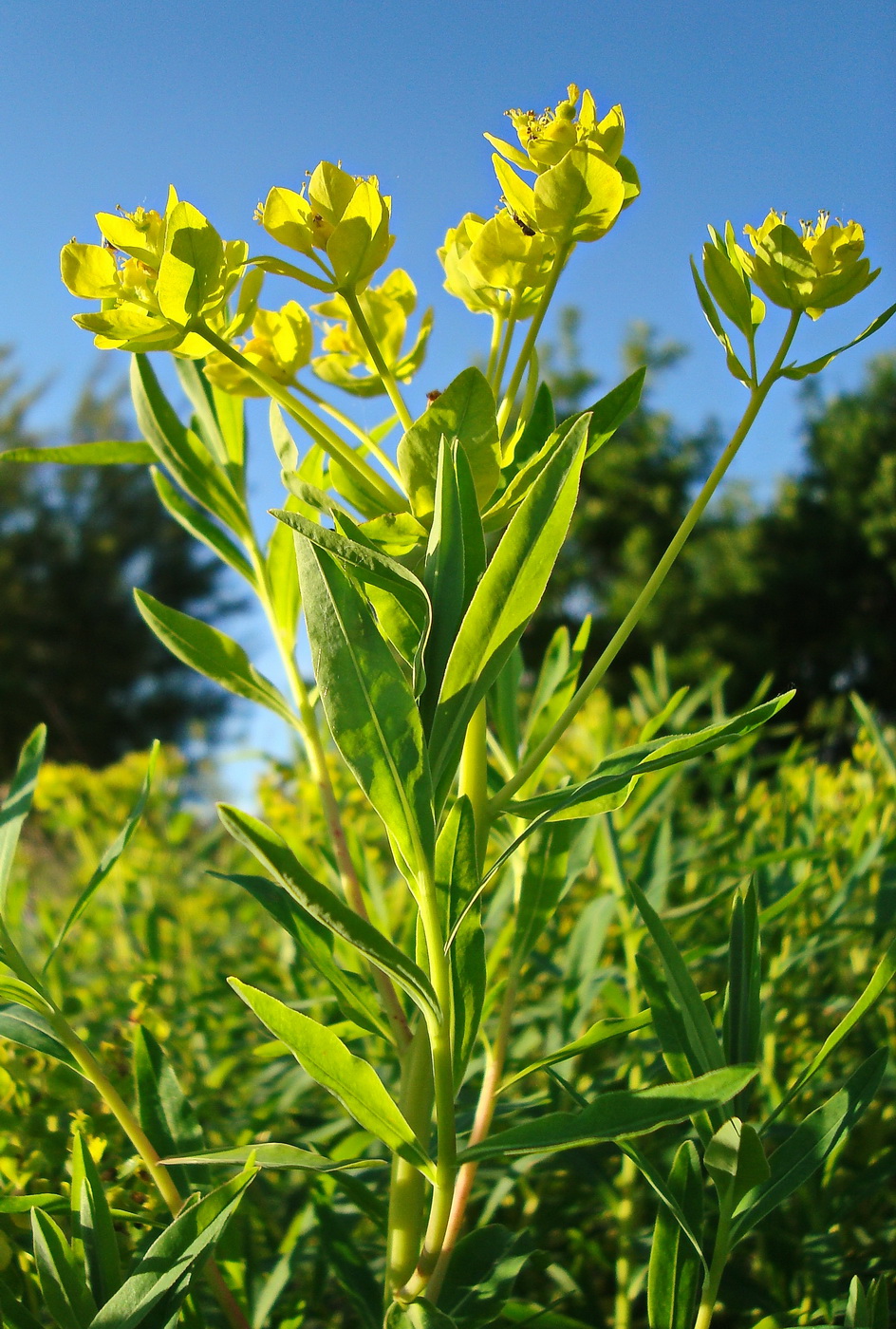 Image of Euphorbia palustris specimen.