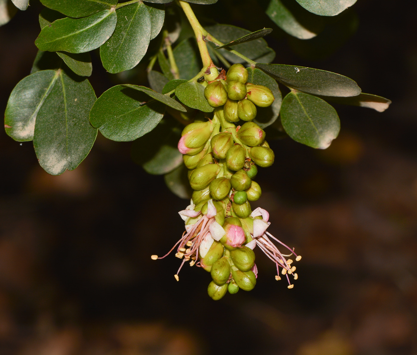 Image of Schotia latifolia specimen.