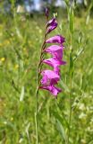 View full-size image Gladiolus imbricatus
