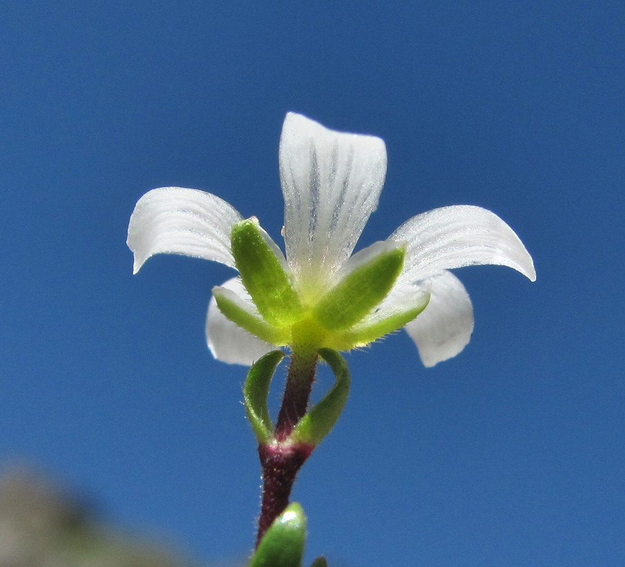 Image of Minuartia imbricata specimen.