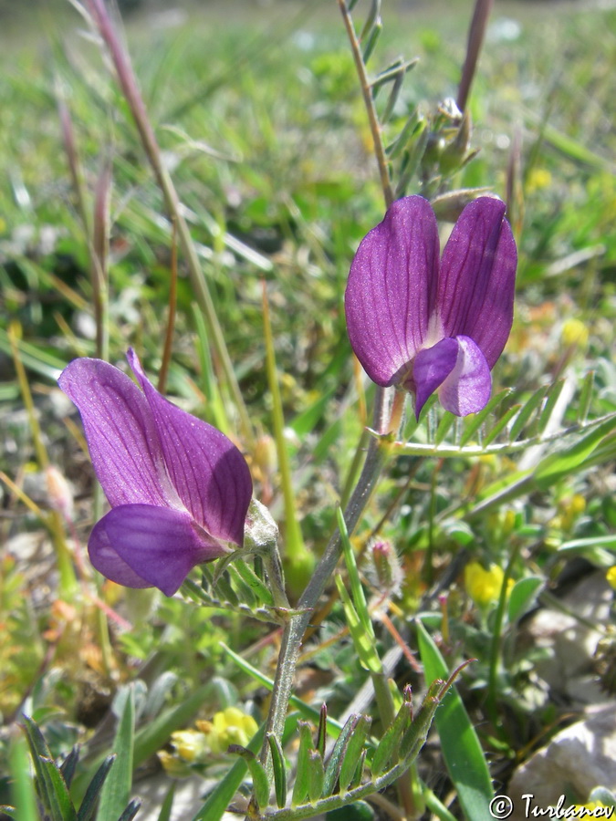 Image of Vicia peregrina specimen.