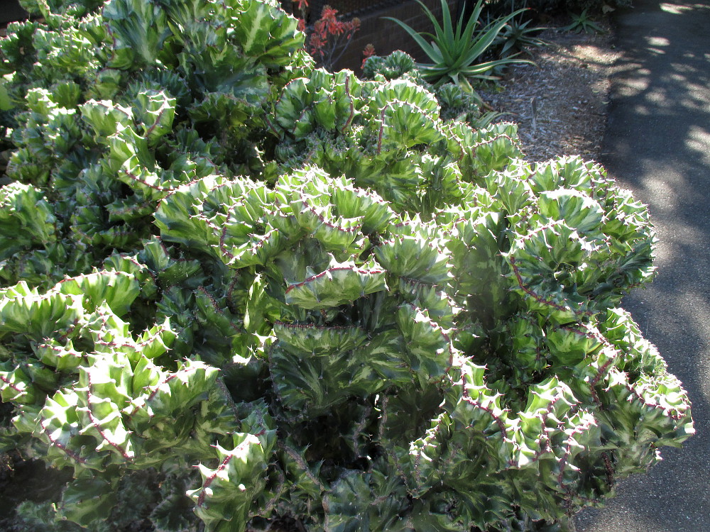 Image of Euphorbia lactea specimen.