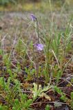 Pinguicula vulgaris. Цветущее растение. Мурманская обл., Кольский р-н, побережье Гольцового озера, мочажина среди бугристого болота. 02.08.2017.