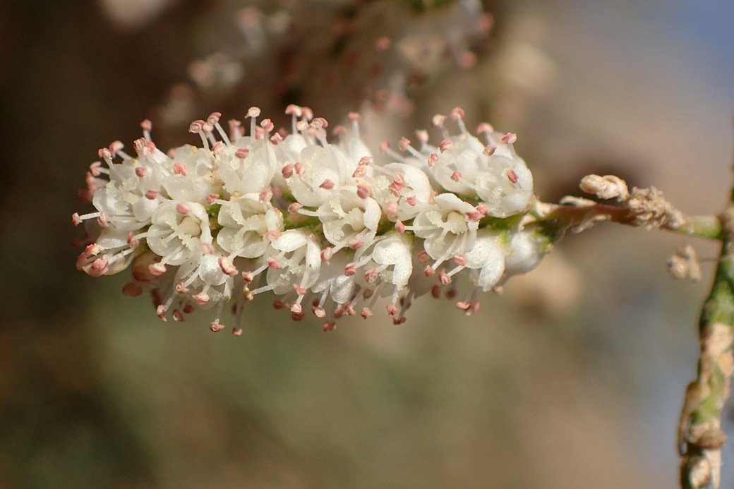 Изображение особи Tamarix smyrnensis.